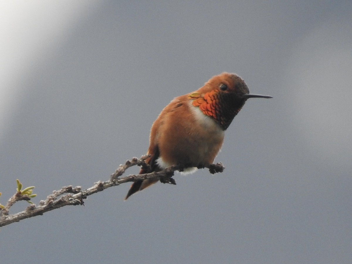 Rufous Hummingbird - ML581319051
