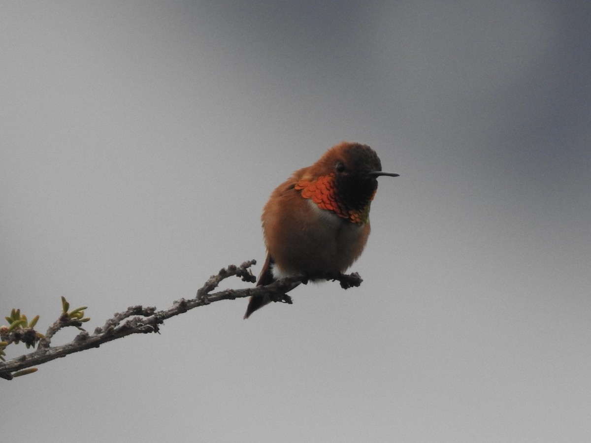 Rufous Hummingbird - ML581319101