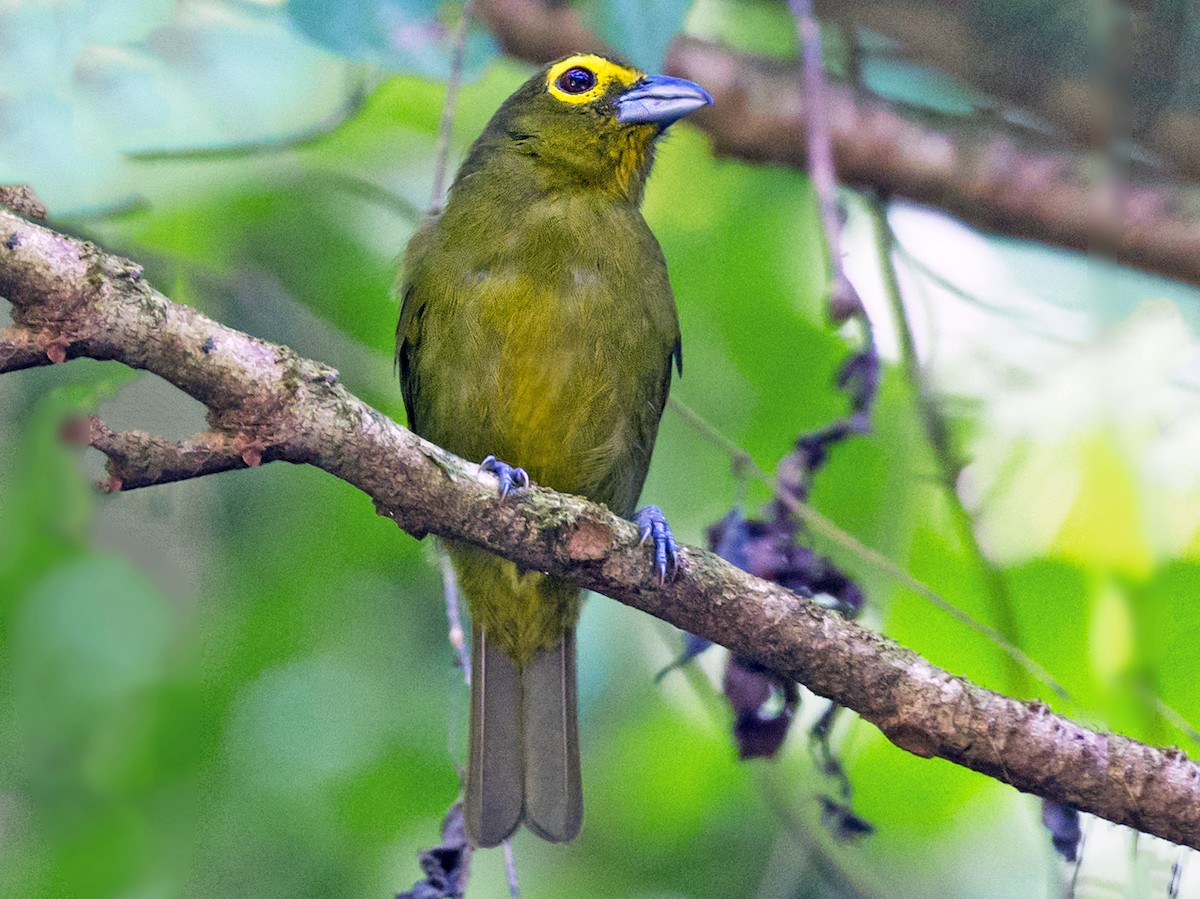 Lemon-spectacled Tanager - Chlorothraupis olivacea - Birds of the World