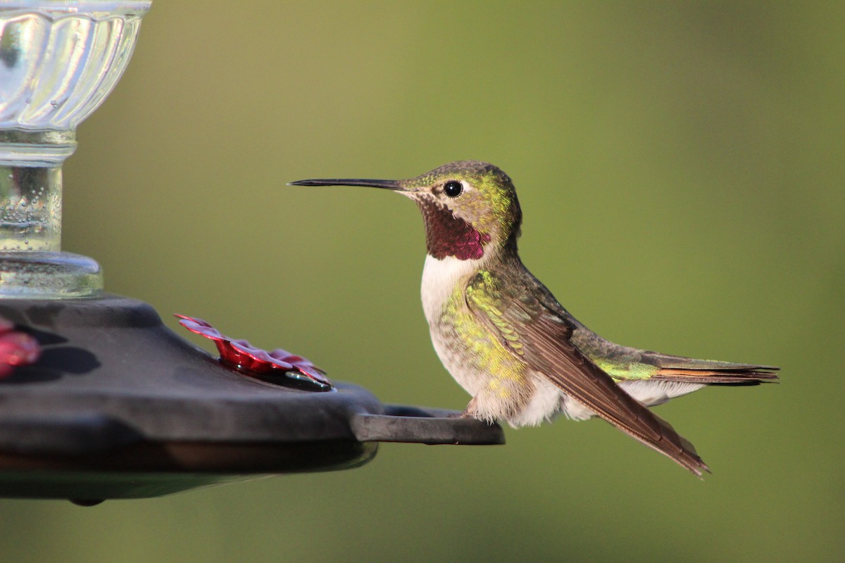 Broad-tailed Hummingbird - ML581326311