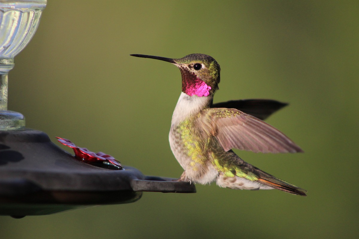 Broad-tailed Hummingbird - ML581326371