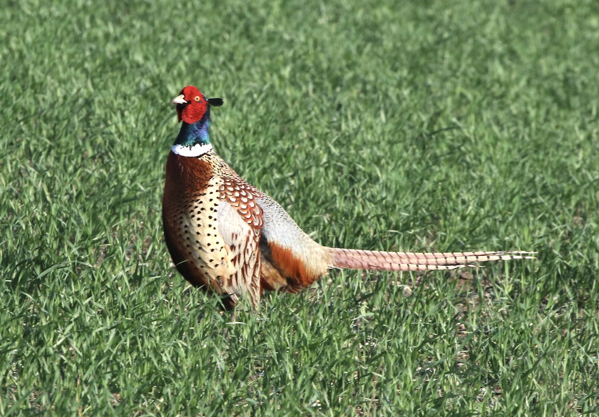 Ring-necked Pheasant - ML581326891