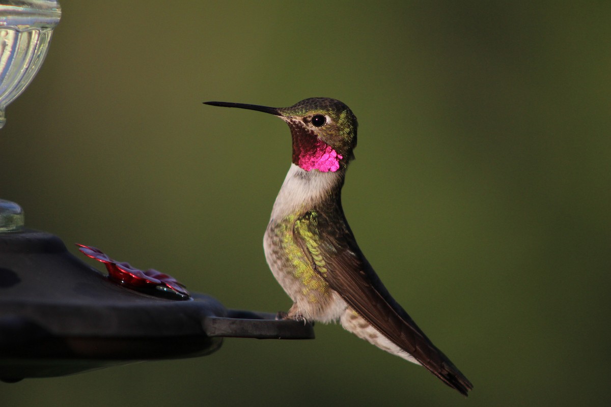 Broad-tailed Hummingbird - ML581328431