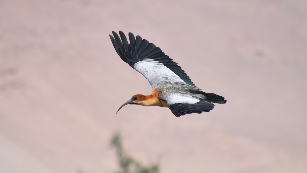Andean Ibis - Giannira Alvarez Alfaro