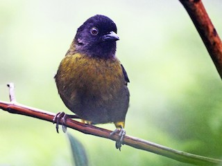  - Yellow-green Brushfinch