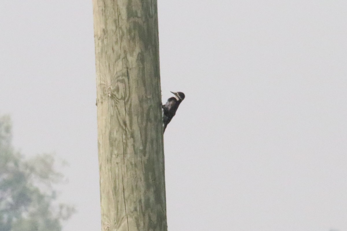 Black-backed Woodpecker - ML581330451