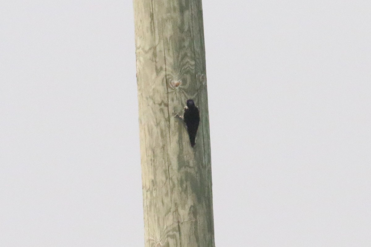 Black-backed Woodpecker - ML581330611