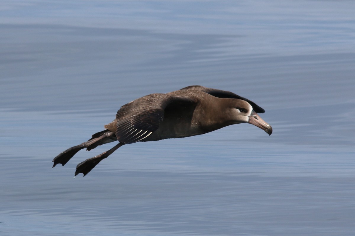 Black-footed Albatross - ML581330821