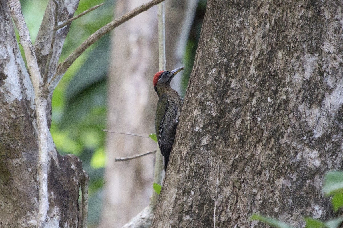 Streak-breasted Woodpecker - ML581331711