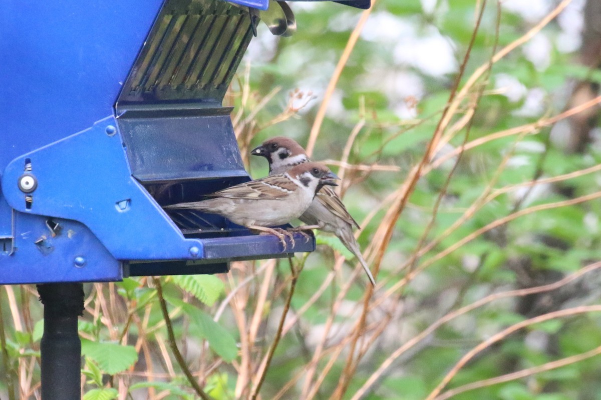 Eurasian Tree Sparrow - ML581333591