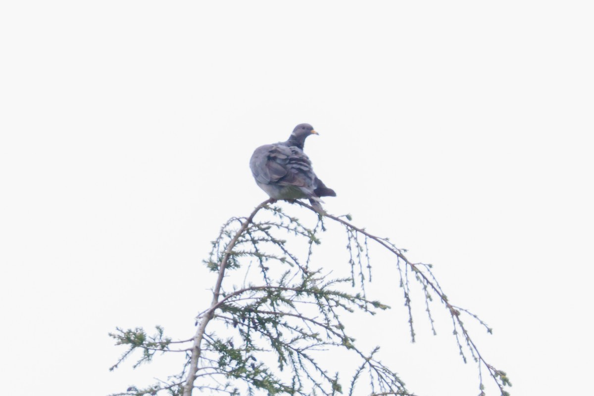 Band-tailed Pigeon - ML581334501
