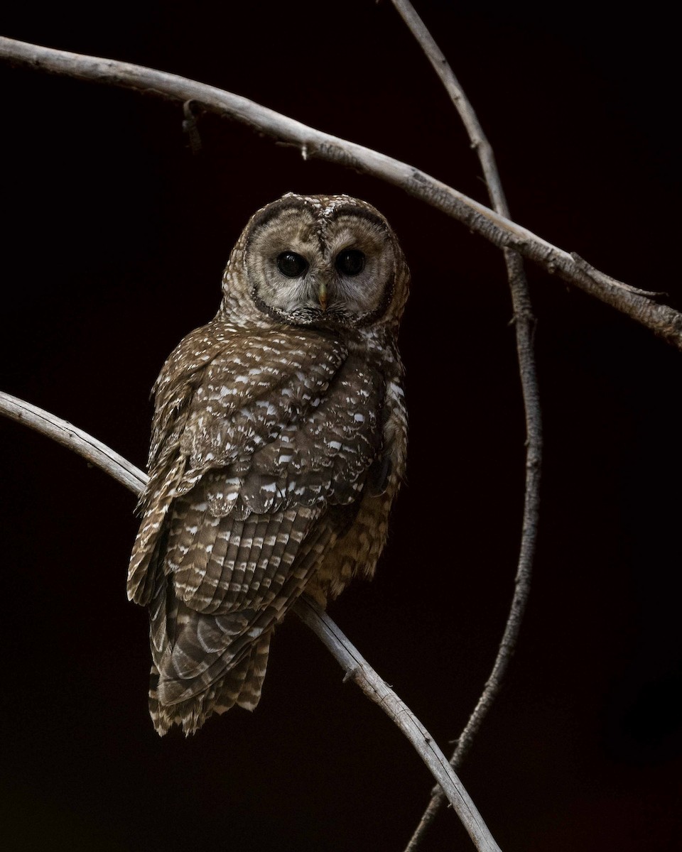 Spotted Owl - ML581336421