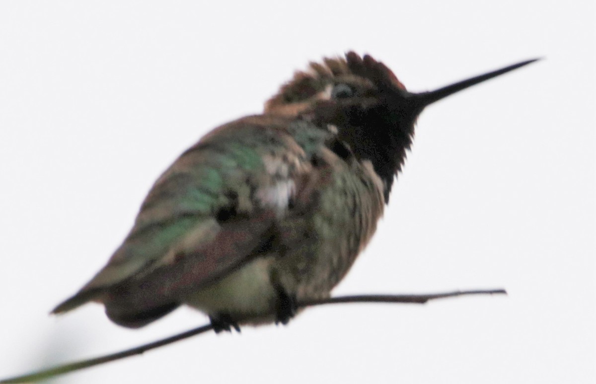 Anna's Hummingbird - ML581338921