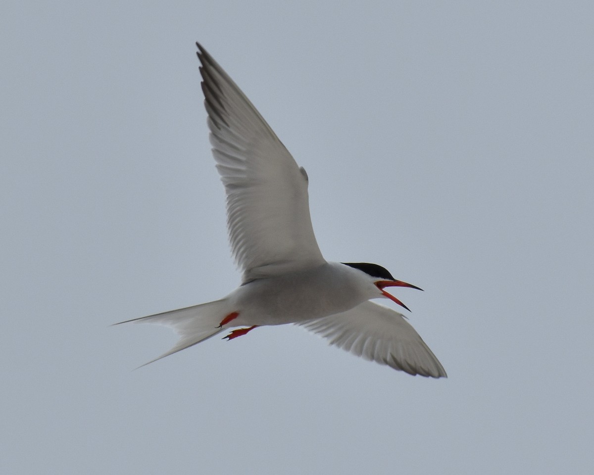 Common Tern - D K