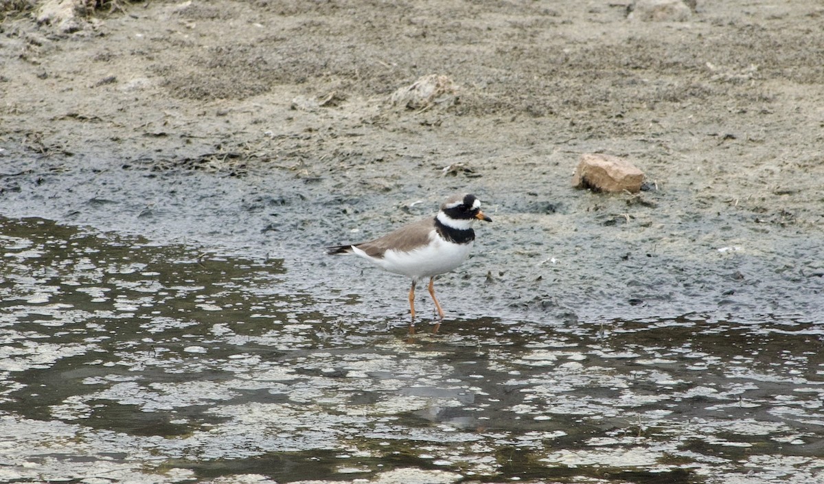 Common Ringed Plover - ML581340721