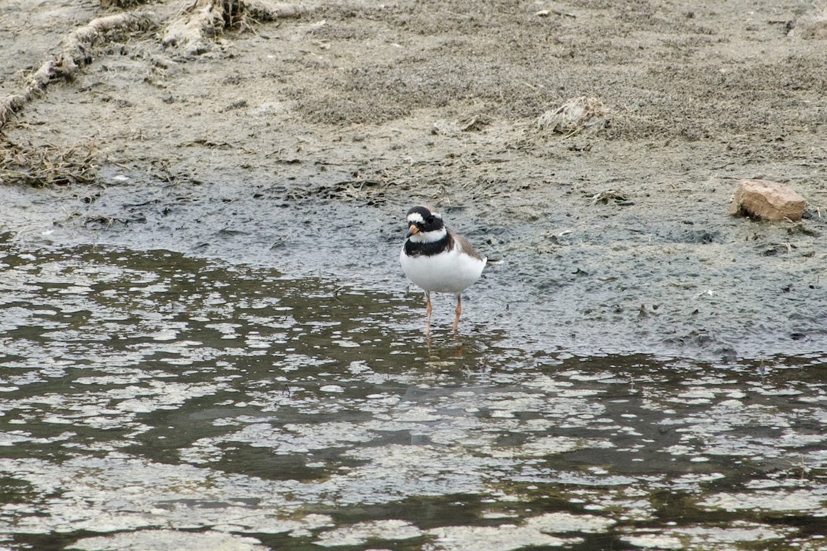 Common Ringed Plover - ML581340731