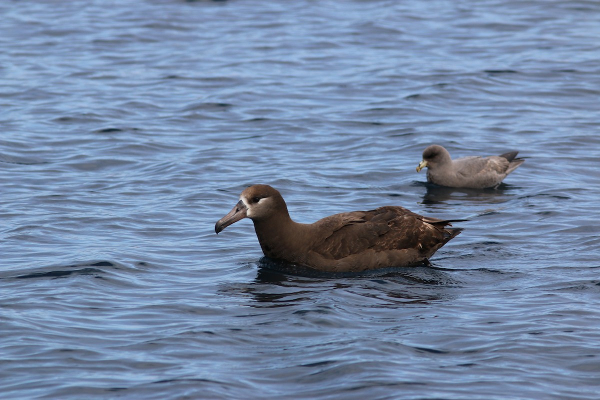 Black-footed Albatross - ML581341171