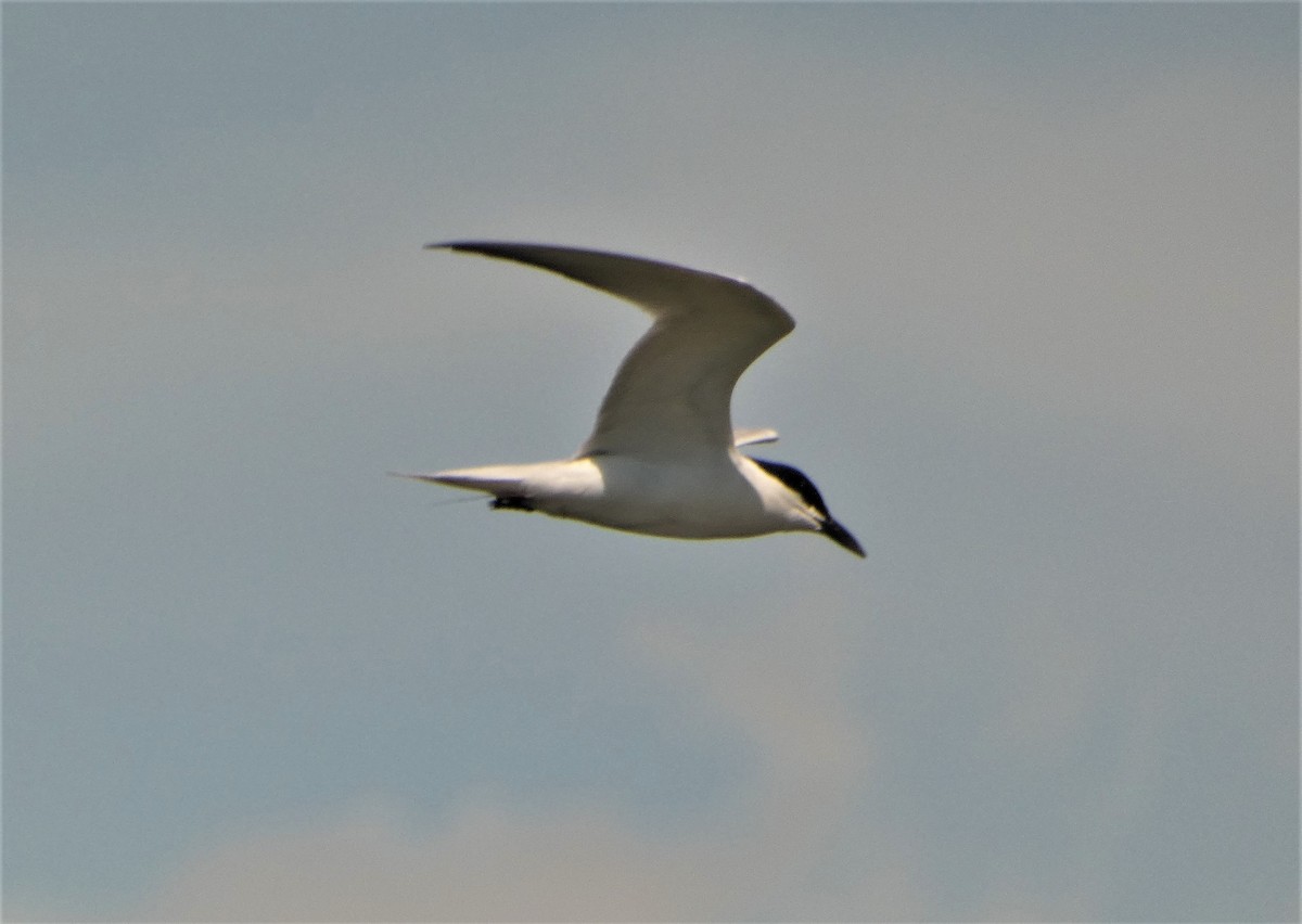 Gull-billed Tern - ML581341791