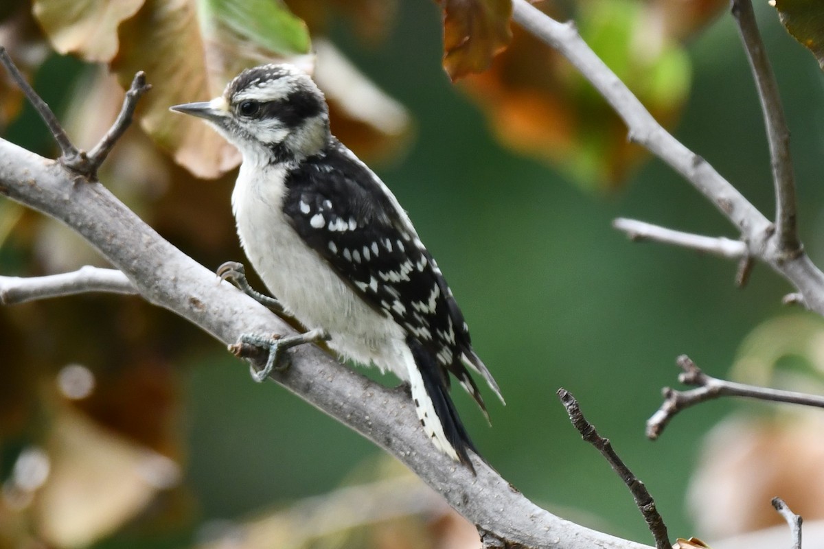Downy Woodpecker - ML581342351