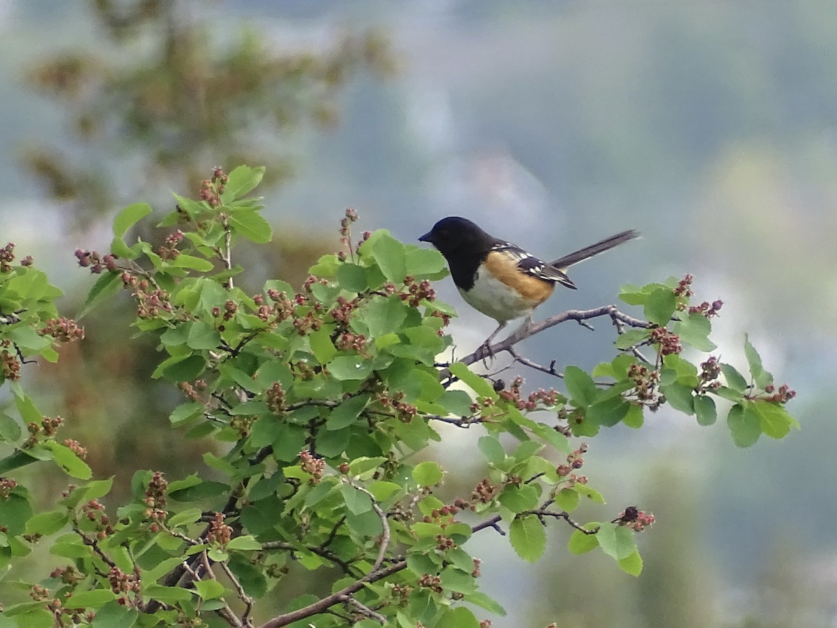 Spotted Towhee - ML581343241