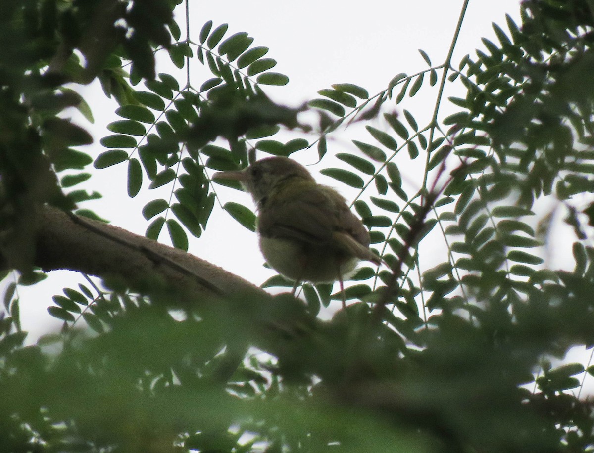 Common Tailorbird - Mitra Daneshvar