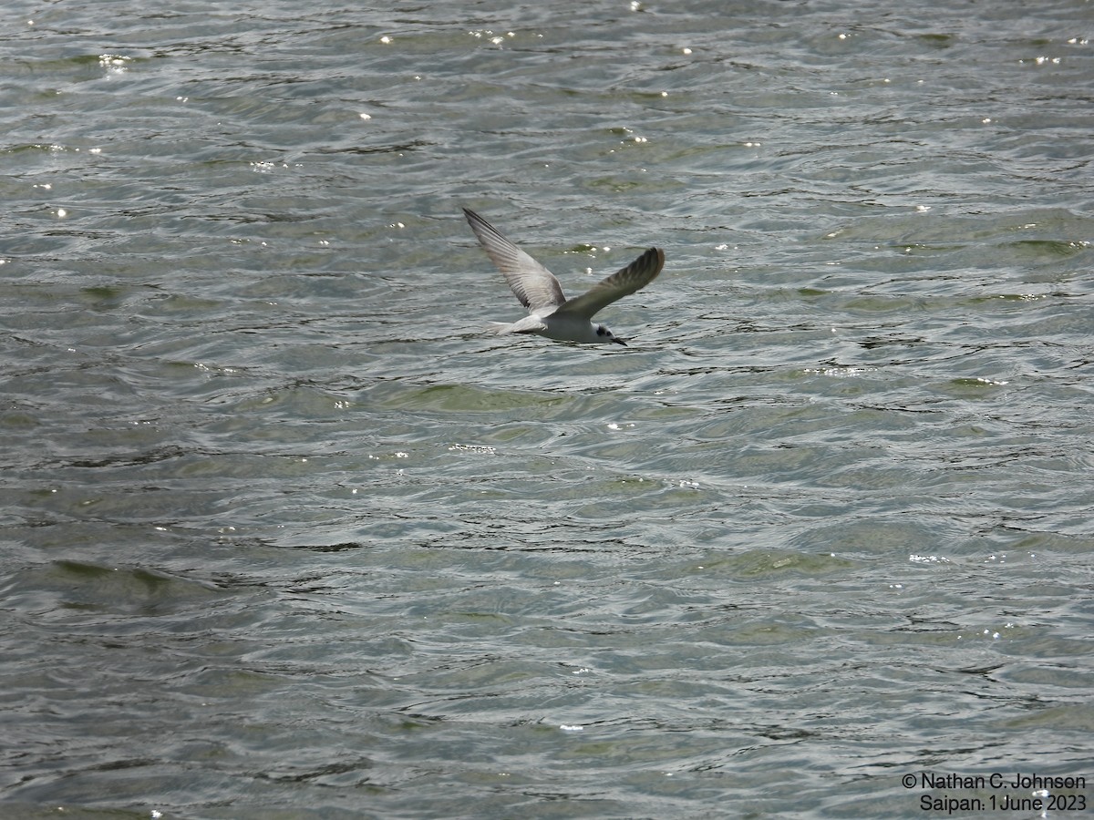 White-winged Tern - ML581344711