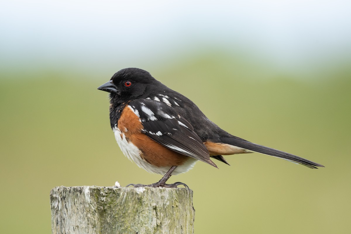 Spotted Towhee - ML581345091
