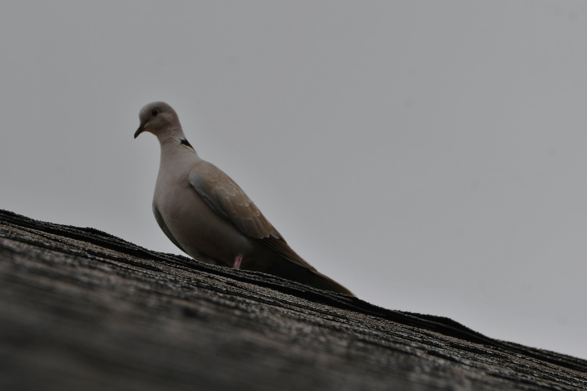 Eurasian Collared-Dove - ML581345191