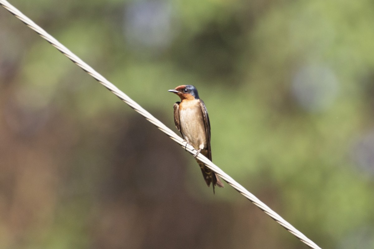 Pacific Swallow - ML581345531