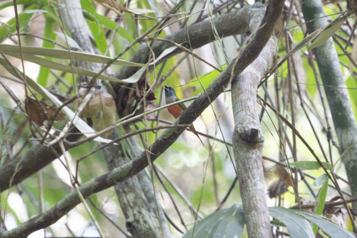 Pin-tailed Parrotfinch - ML581345941
