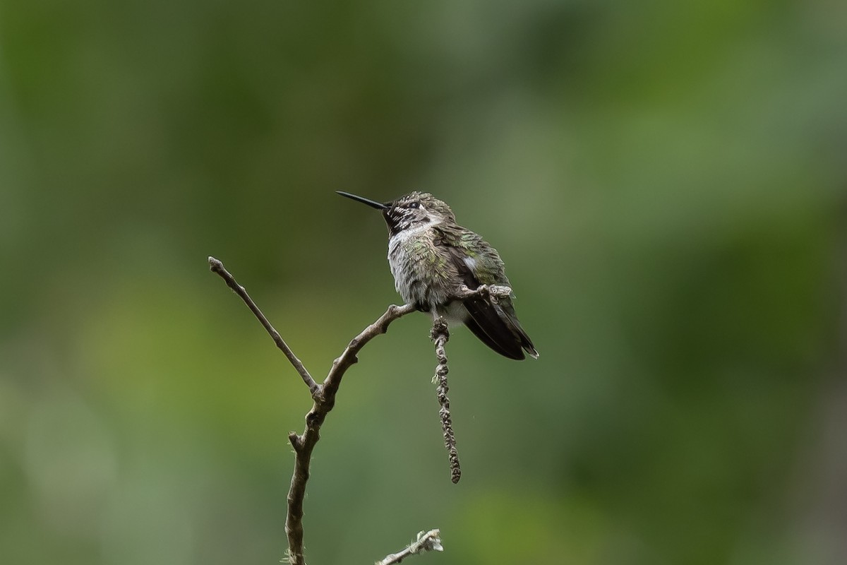 Anna's Hummingbird - ML581346331