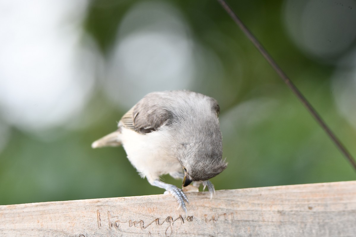 Tufted Titmouse - Carmen Ricer