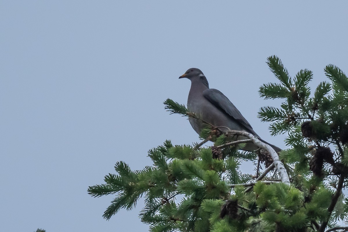 Band-tailed Pigeon - Drew Miller