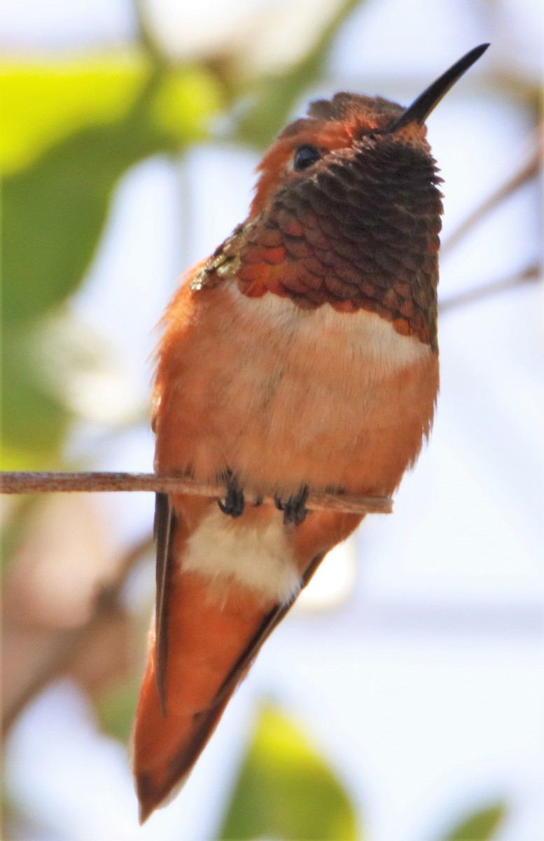 Allen's Hummingbird - ML581353171