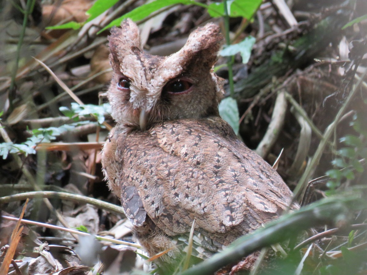 Philippine Scops-Owl - ML58135331