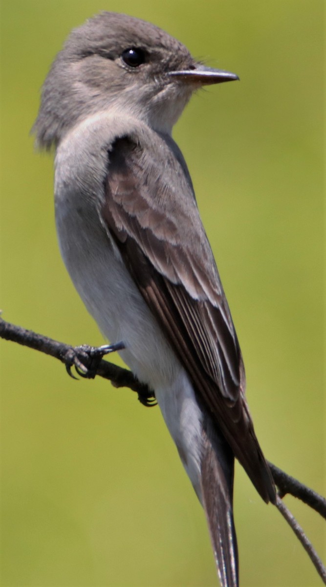 Western Wood-Pewee - Barry Spolter