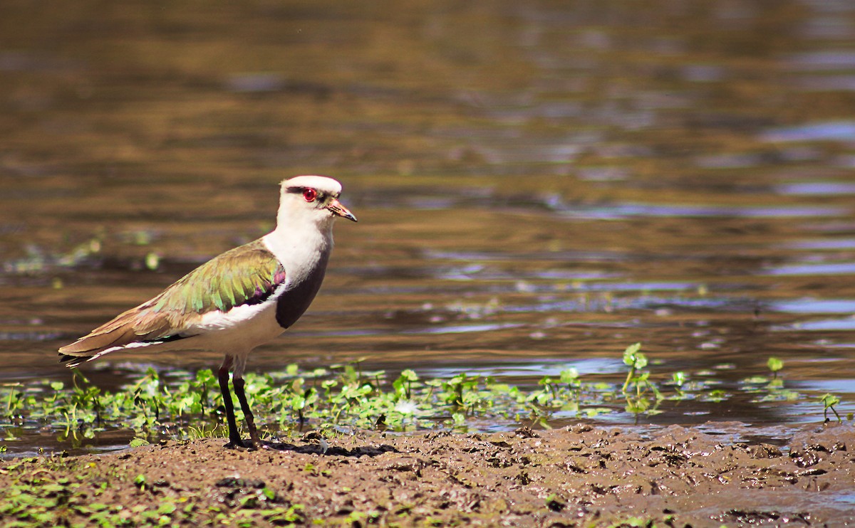 Andean Lapwing - ML581353681