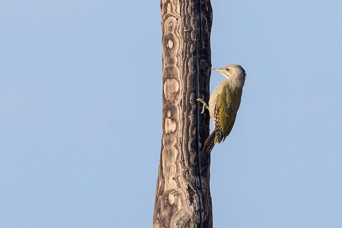 Gray-headed Woodpecker - ML581354981