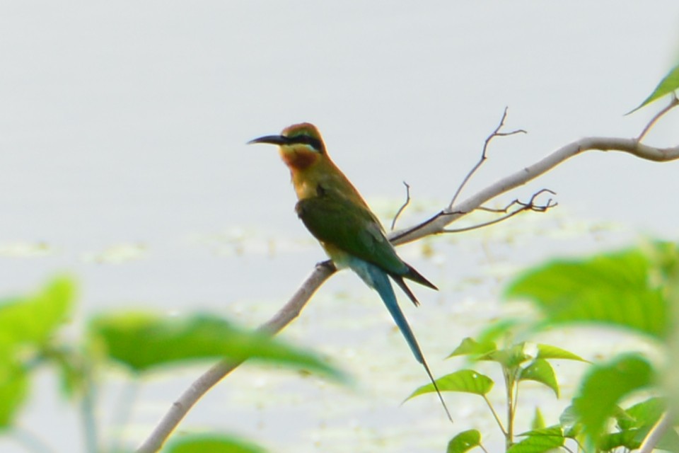 Blue-tailed Bee-eater - Renuka Vijayaraghavan