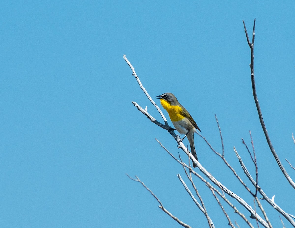 Yellow-breasted Chat - ML581356761