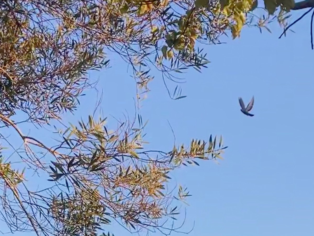 Rock Pigeon (Feral Pigeon) - California Redwood