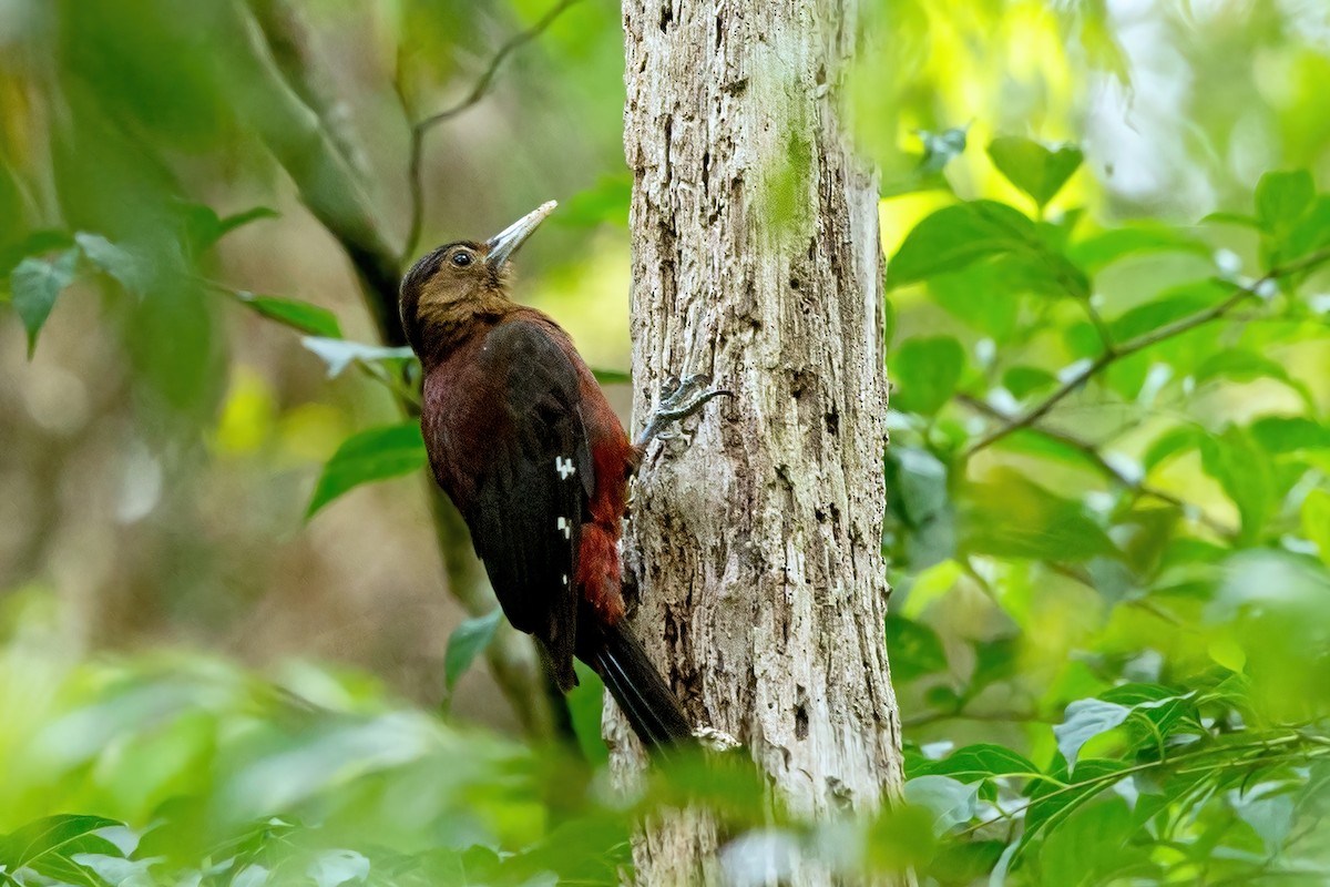 Okinawa Woodpecker - ML581362391