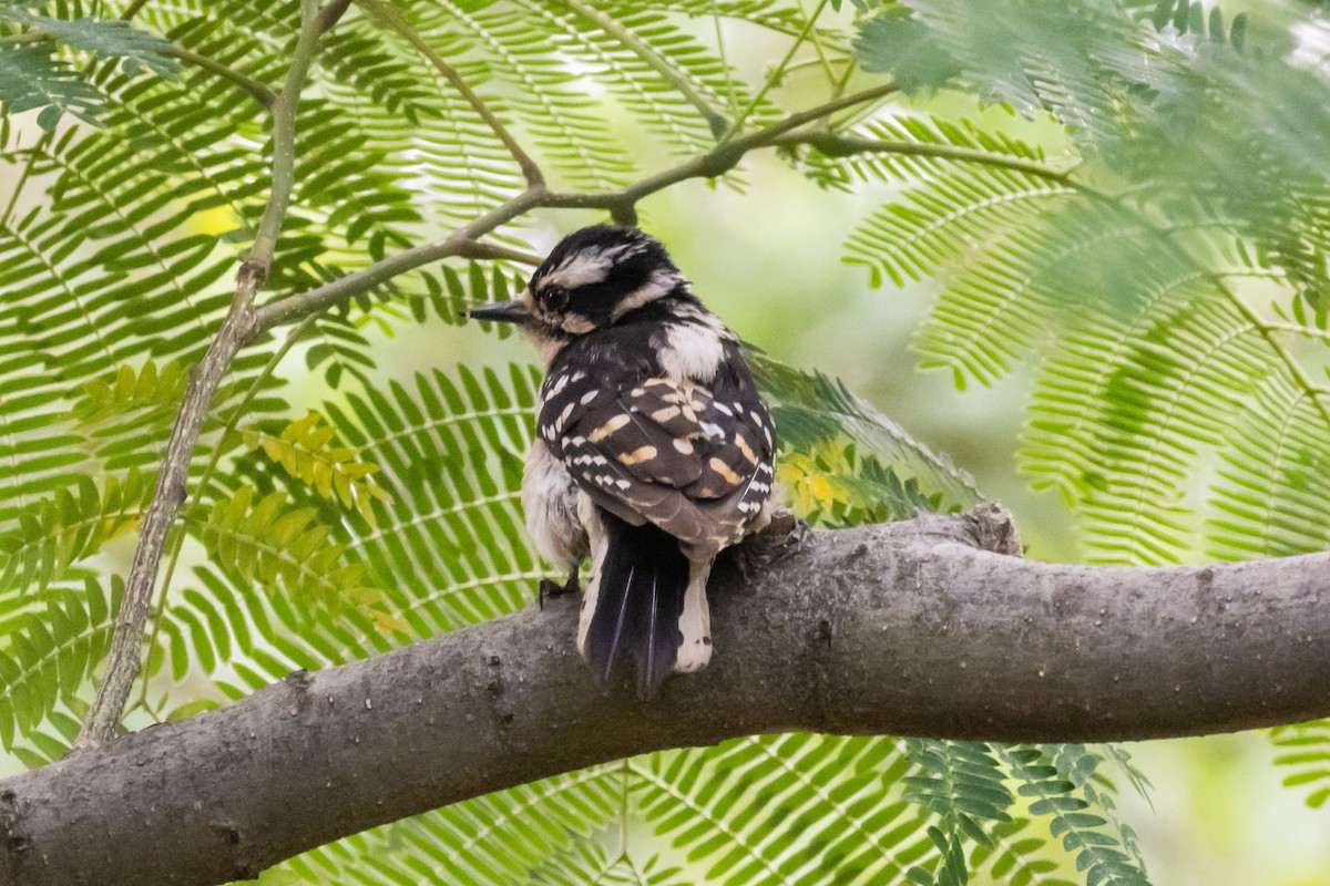 Downy Woodpecker (Eastern) - Ashley Bradford