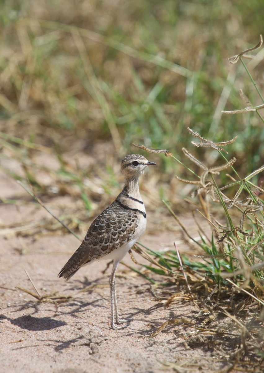 Double-banded Courser - Ethan Ellis