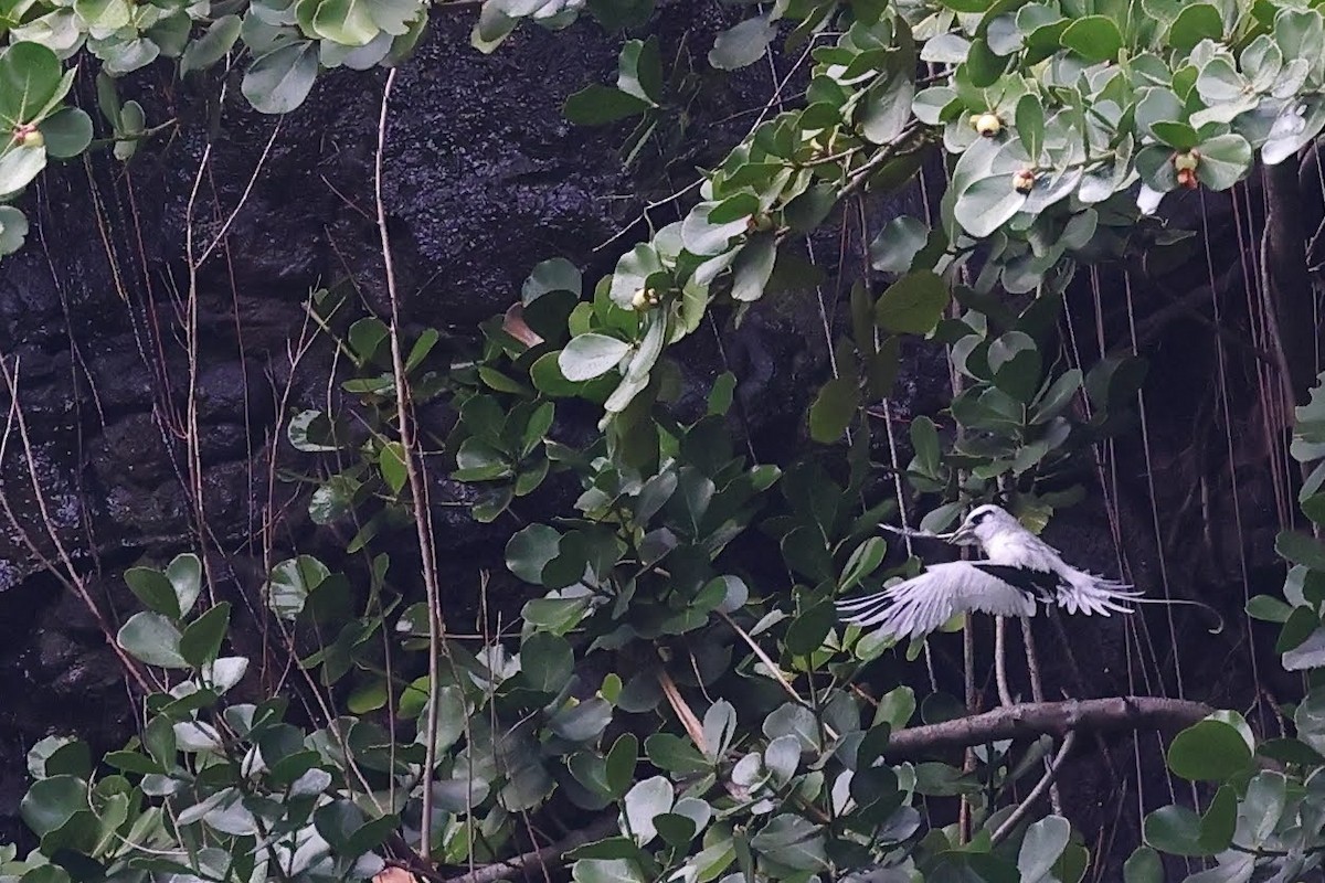 White-tailed Tropicbird - ML581365751