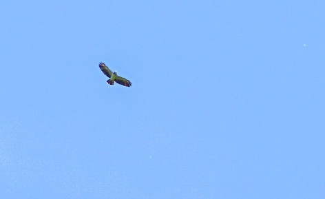 Short-tailed Hawk - ML581366761