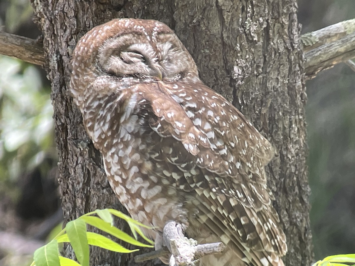 Spotted Owl - ML581370801