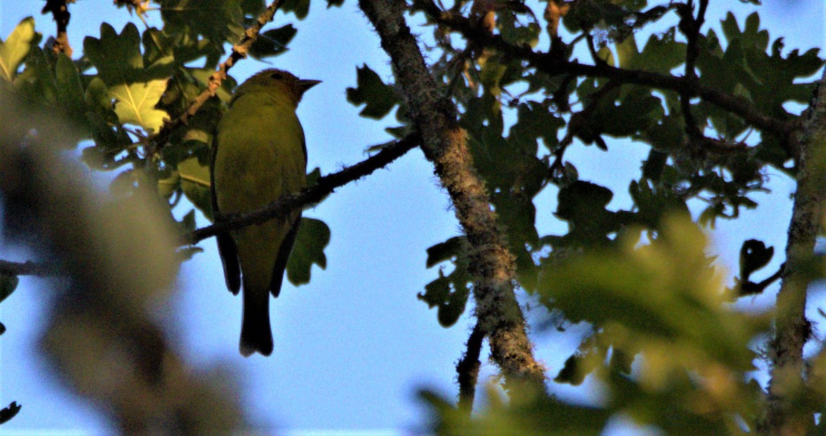Western Tanager - ML581374111