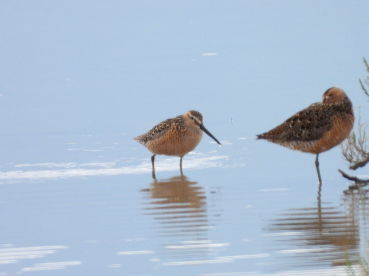 Long-billed Dowitcher - ML581377521