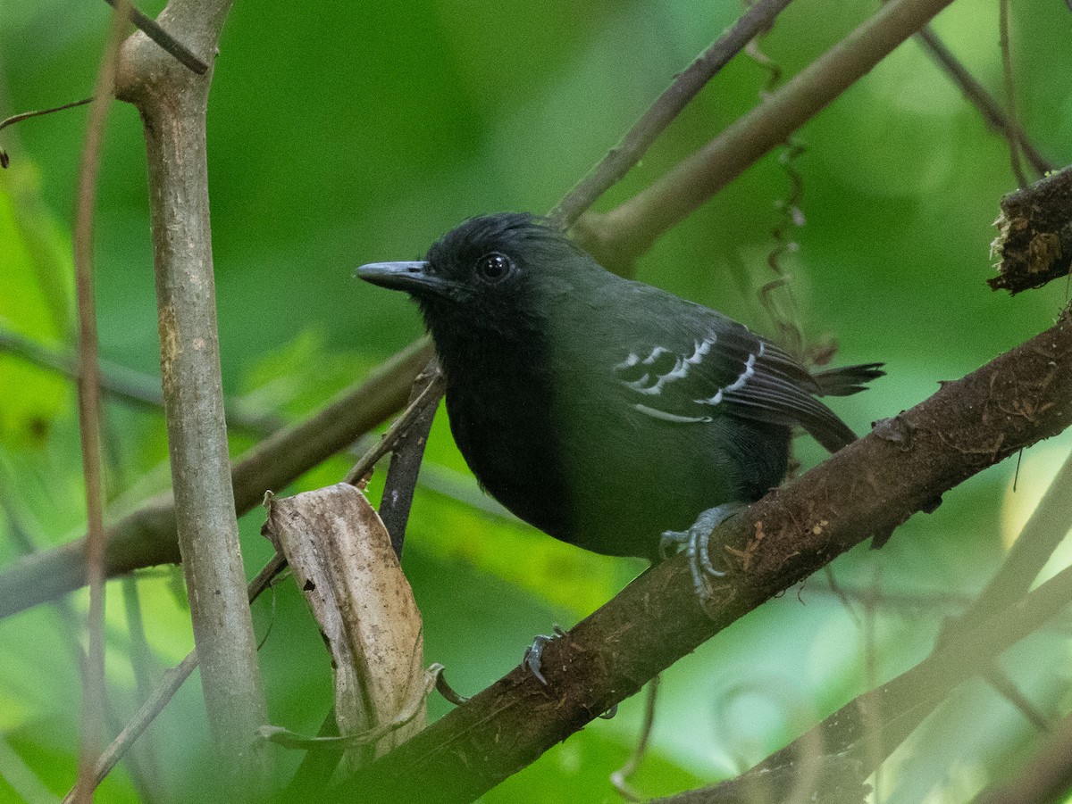 White-lined Antbird - ML581384841
